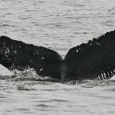 adopt-whale-crc-15939-web