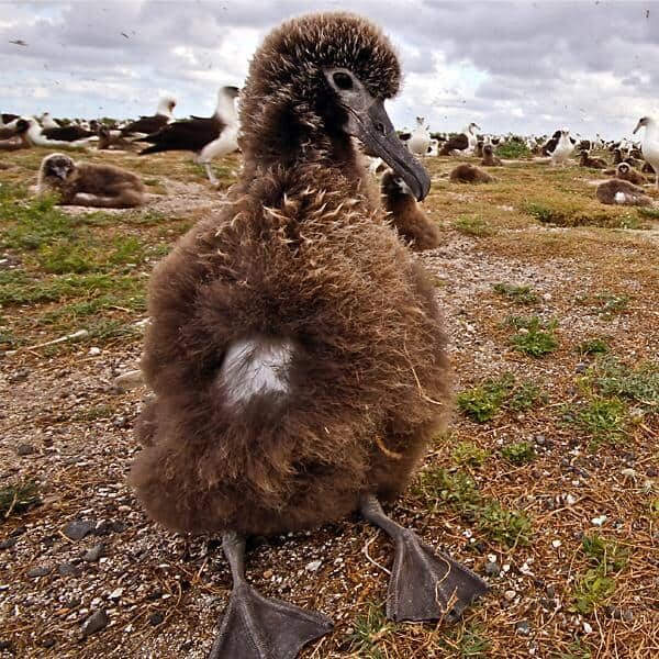 Albatross Chick