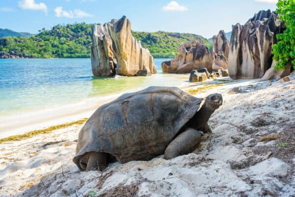 aldabra island seychelles trip