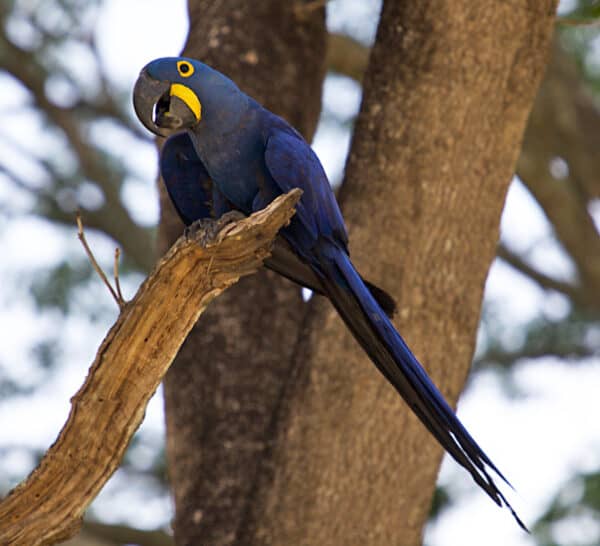 Hyacinth Macaw pantanal brazil