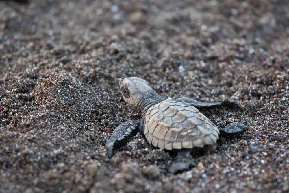 adopt a sea turtle adopt a sea turtle