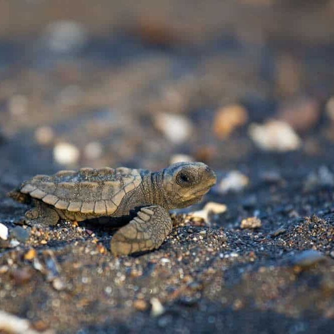 Baby Turtle