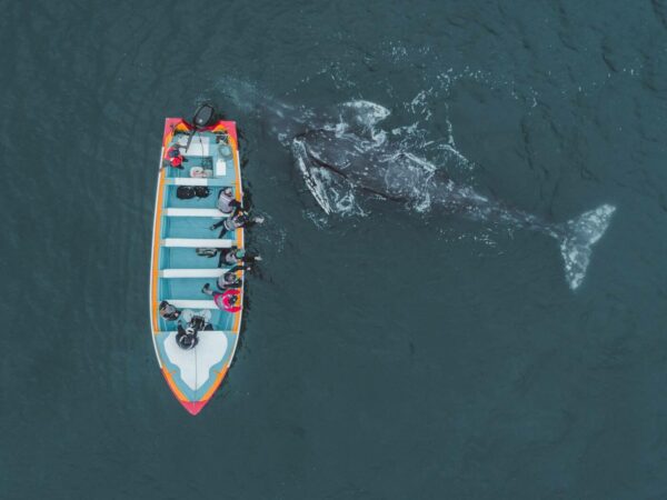 Gray whales migrate to and from Baja California