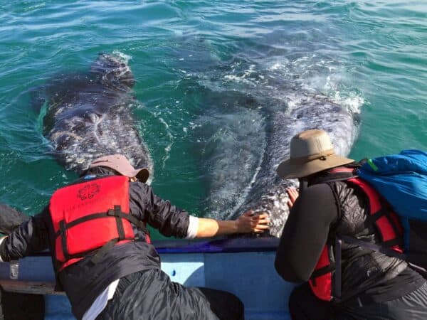 gray whale encounter in baja
