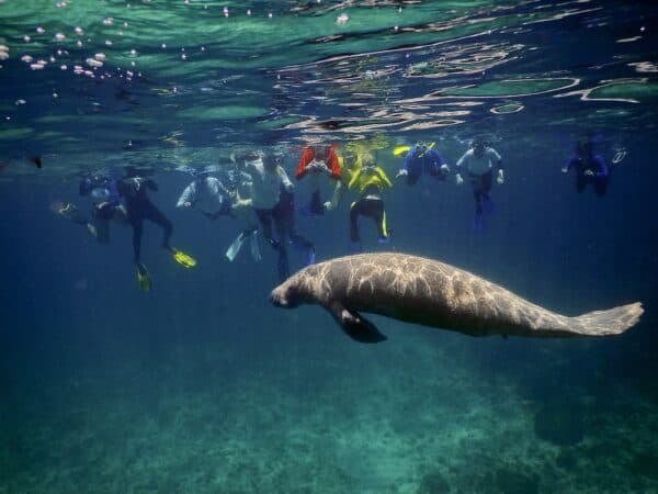 belize snorkeling