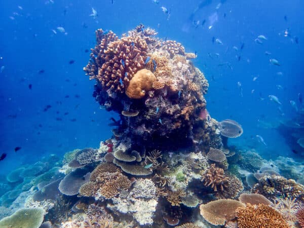 coral in Beqa Lagoon