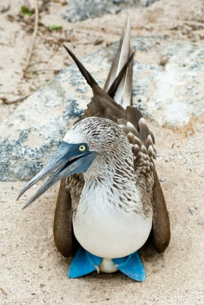 blue footed booby in Galapagos