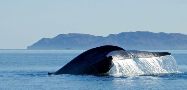 blue whale flukes
