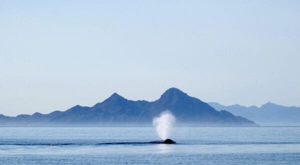 Blue whale in the Sea of Cortez