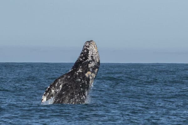 Migrating gray whale in California