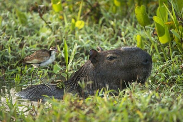 capybara and wattled jacana