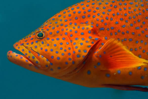 Coral hind fish