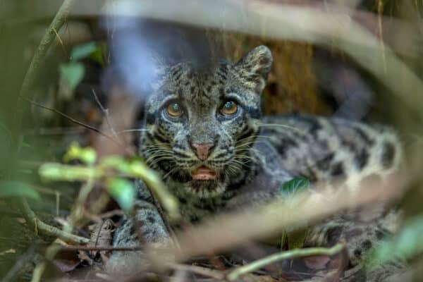 clouded leopard