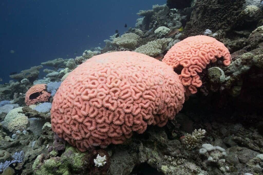 coral bleaching fluorescent
