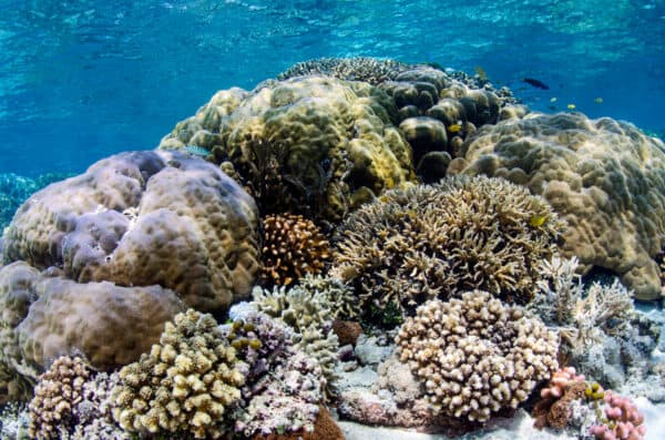 Coral reef in Indonesia