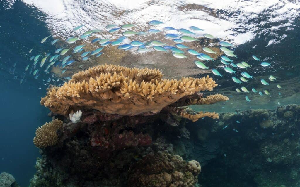 coral with dead white part