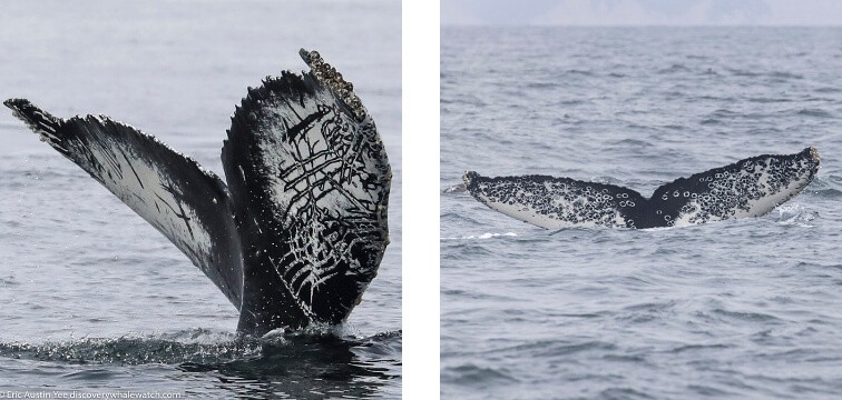 examples of whale fluke scarring