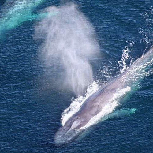 farallon-islands-blue-whales-header farallon-islands-blue-whales-header