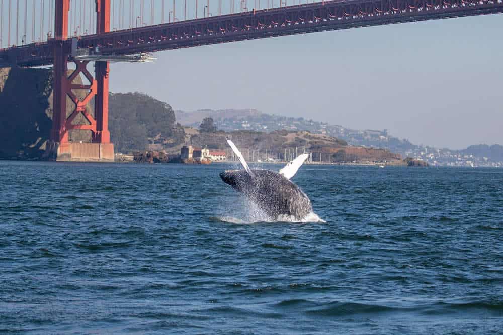 whale watching san francisco whale watching san francisco