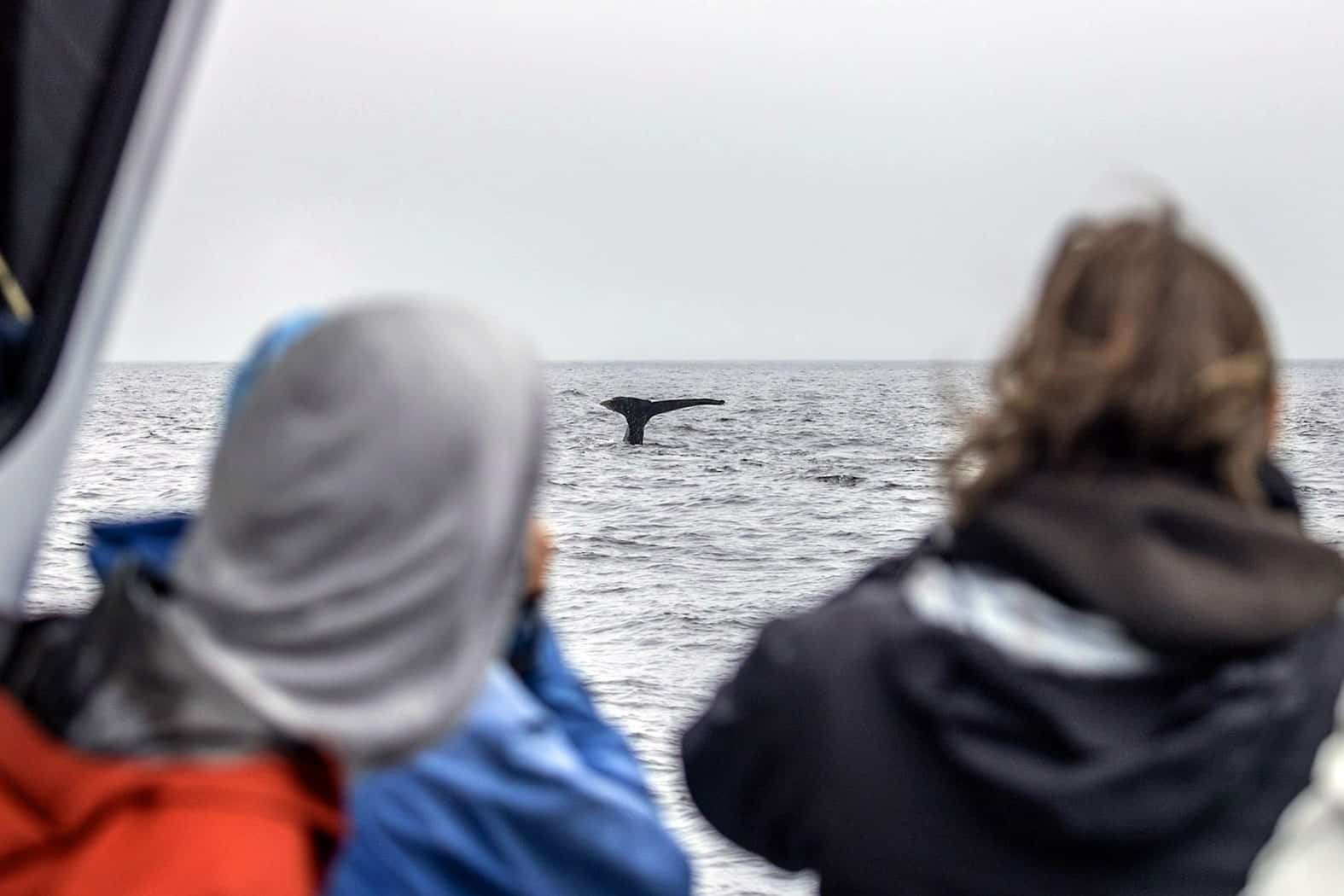 whale watching near Farallon Islands
