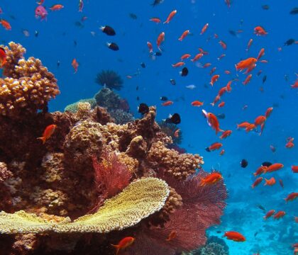 Fiji coral reef