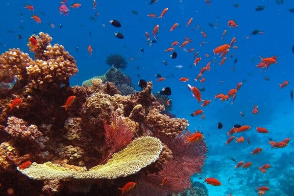 Fiji coral reef