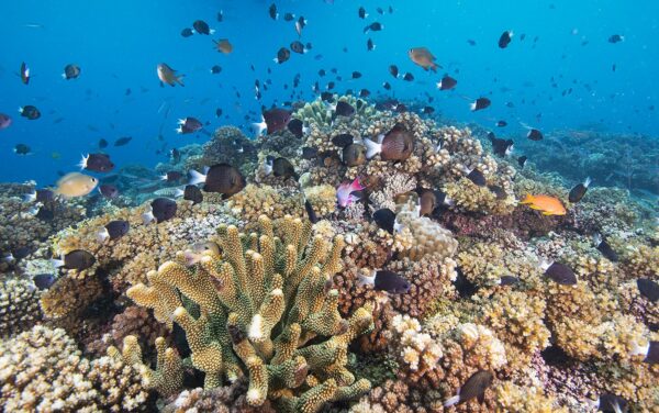 Fiji coral reef