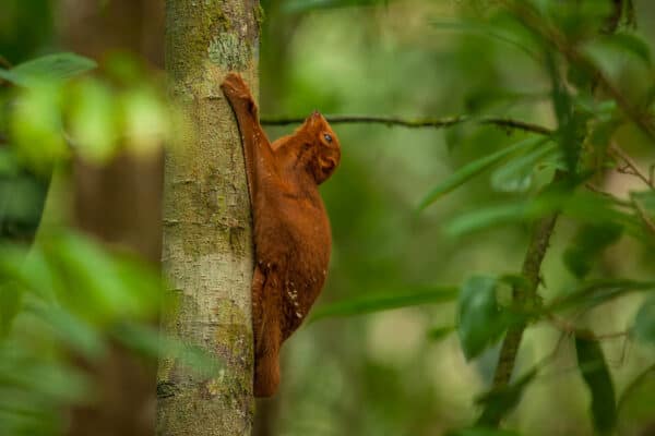 flying squirrel in Borneo