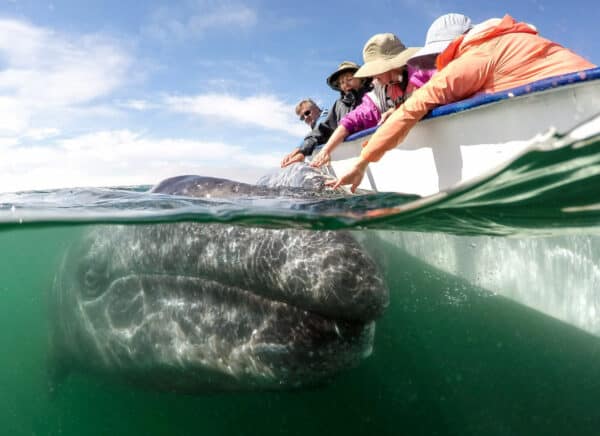 san ignacio lagoon whale watching