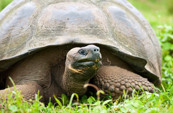 Galapagos tortoise