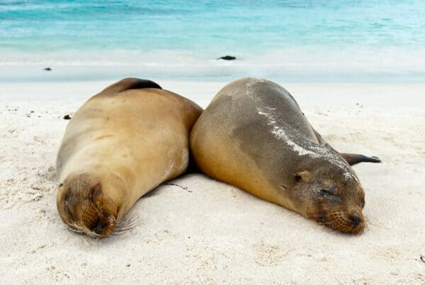 Galapagos sea lions