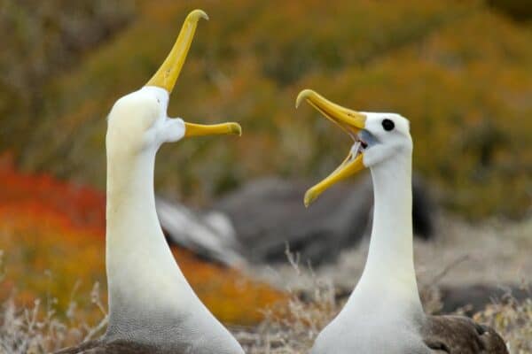 Waved Albatross in Galapagos