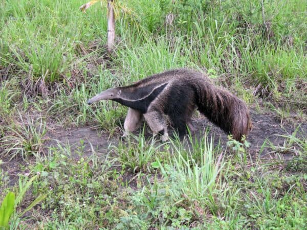 Giant anteater in the Pantanal