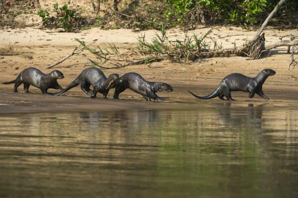 giant river otters pantanal