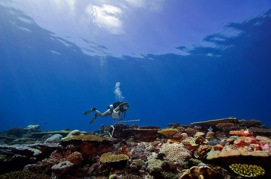 coral reef survey chagos archipelago