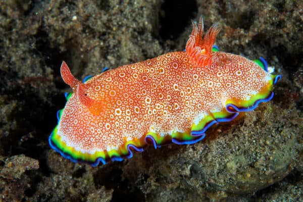sea slug Indonesia