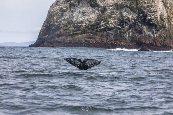 gray whale fluke