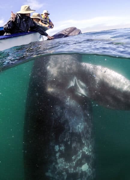 gray whale in san ignacio lagoon