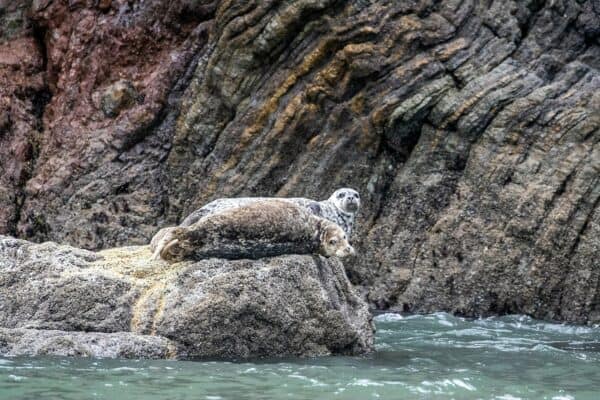 harbor seals