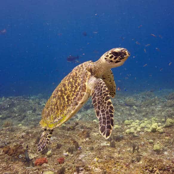 hawksbill-turtle-adoption