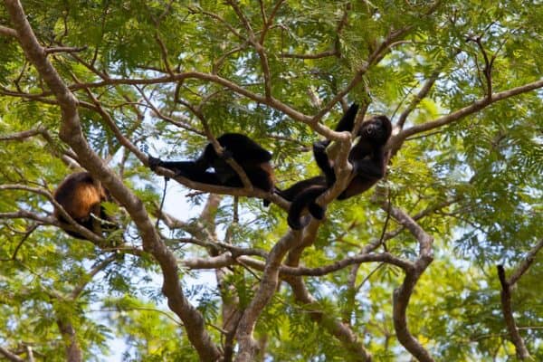 howler monkeys