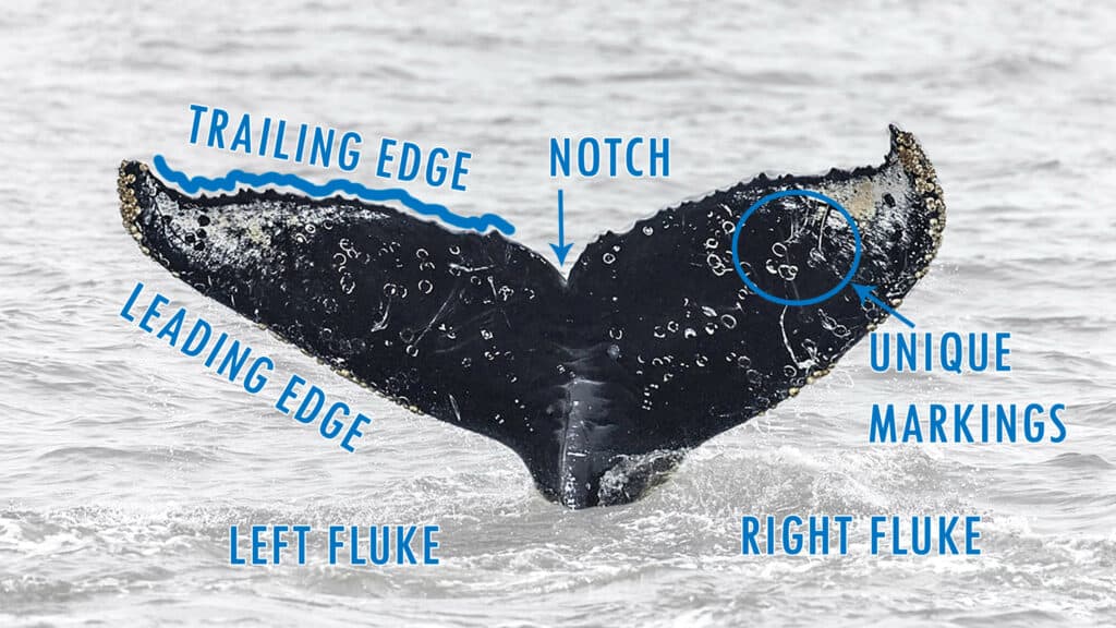 whale fluke diagram
