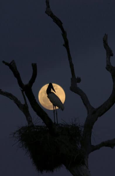 Jabiru stork Brazil