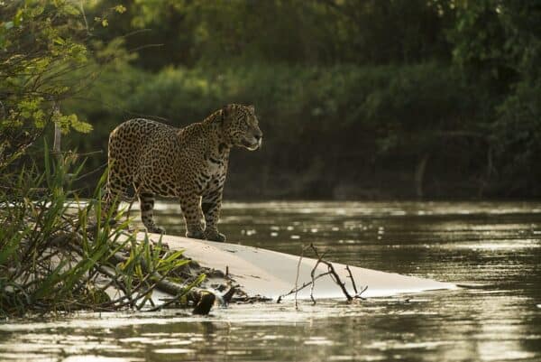 male jaguar pantanal