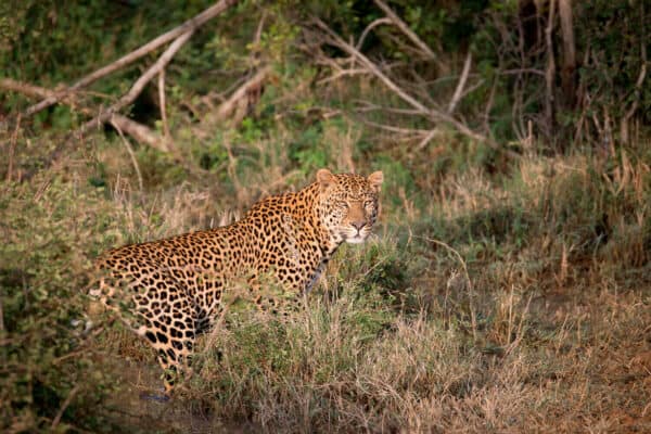 A leopard in Kenya
