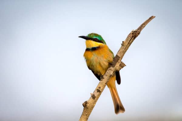 A Little Bee-eater bird