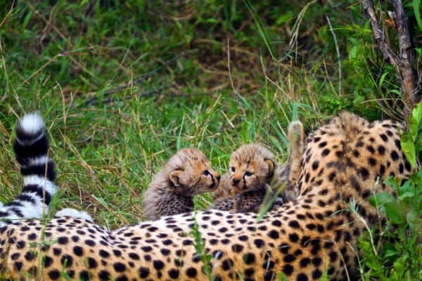 Cheetah cubs and mother in Kenya