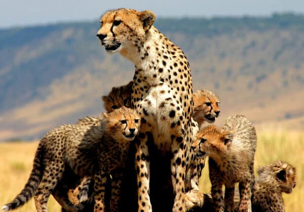 A cheetah mother and cubs in kenya