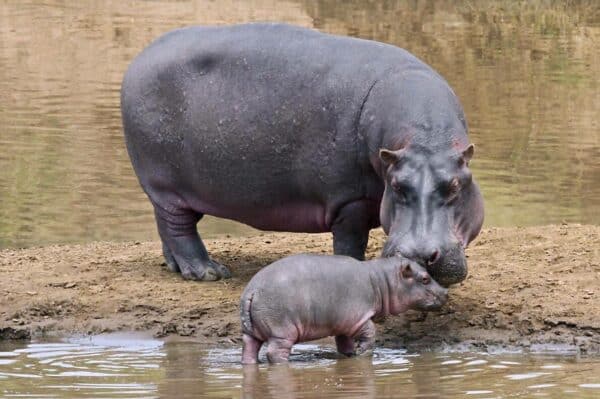 Hippos on the Mara River Kenya