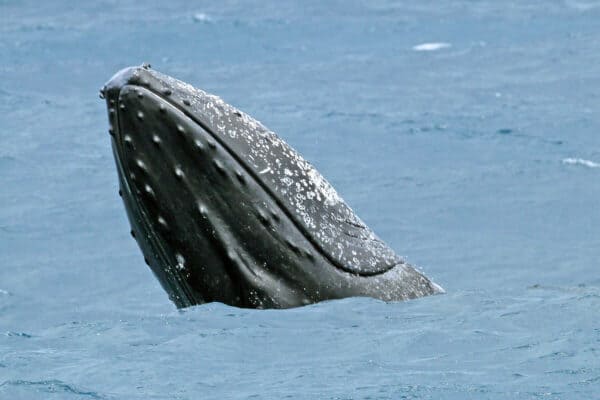 humpback whale in Kenya